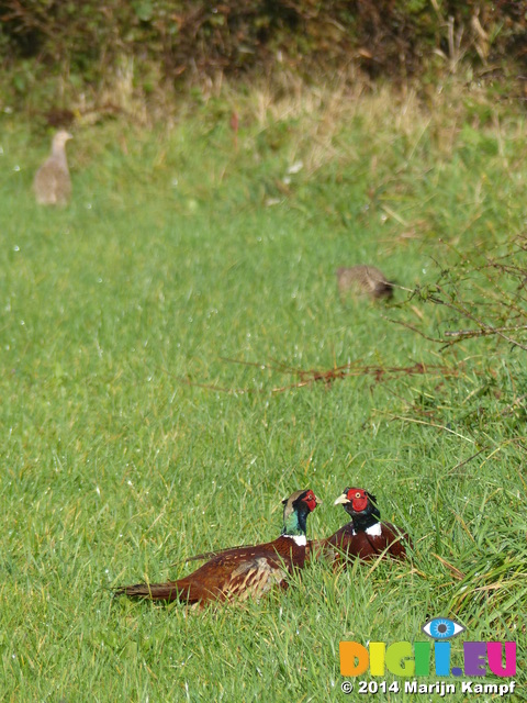 FZ009256 Common Pheasants (Phasisnus colchicus) in field